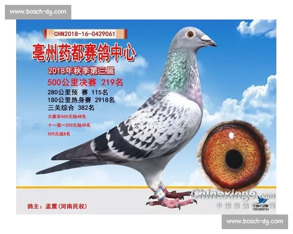 湟中地区信鸽赛成绩汇总与优秀赛鸽表现分析